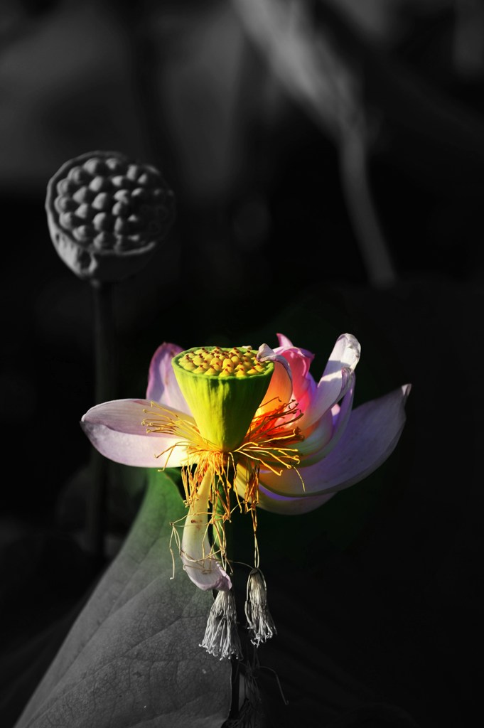 The flower which tells a summer end