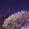 Cherry blossoms at night