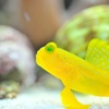 淋しい熱帯魚