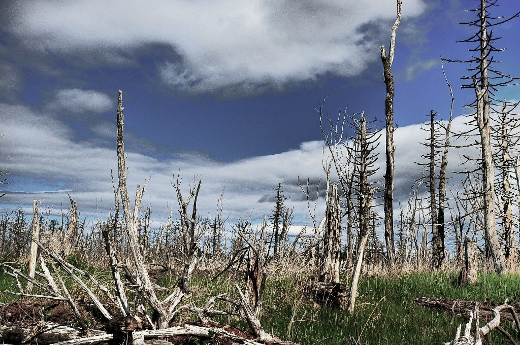 Forest of the weathering