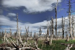 Forest of the weathering