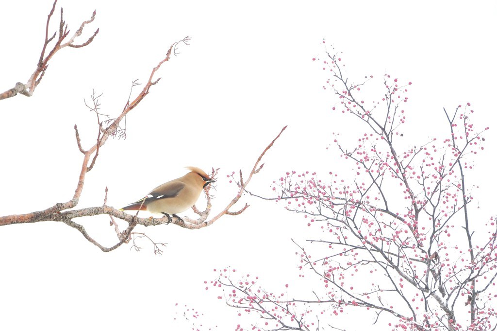 クライン・フォーゲル（Kleine Vögel）の休息