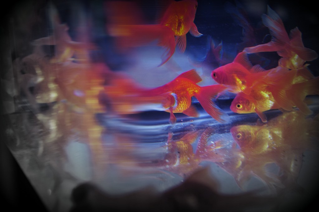 金魚祭り
