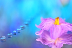 Eggplant flower