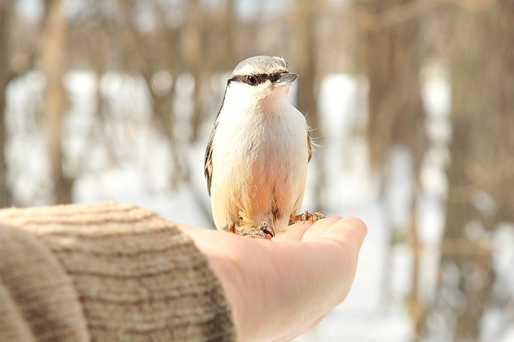 シロハラゴジュウカラの"ゴンちゃん"