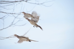 Flight 3　：　コウライキジ♀