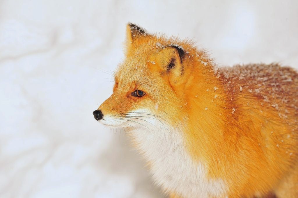 雪解けの季節はガーリーな装い