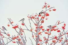 鳥の実る木　：　ウソ