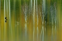 The scenery that there is the common cor