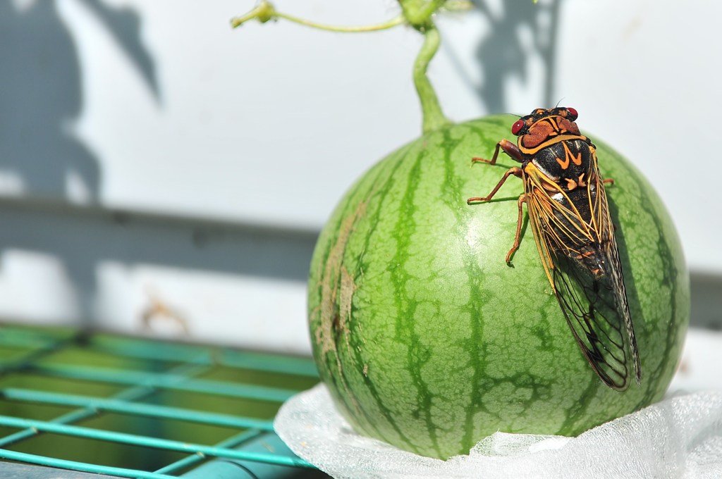 Watermelon Man
