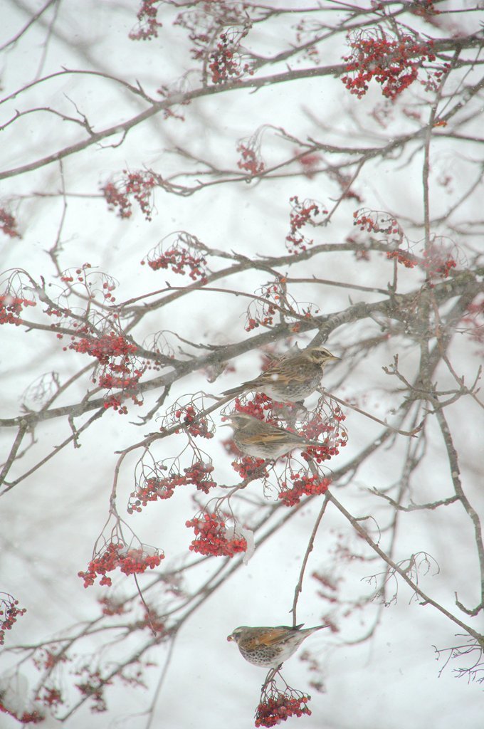 冬華 - Winter flower