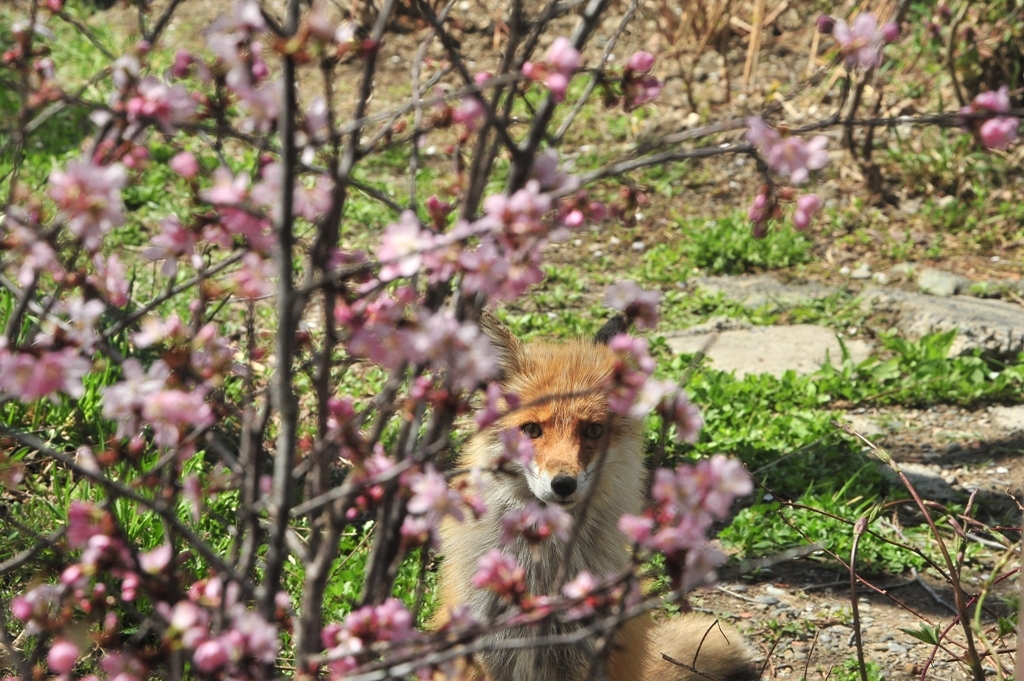 桜の花とキタキツネ