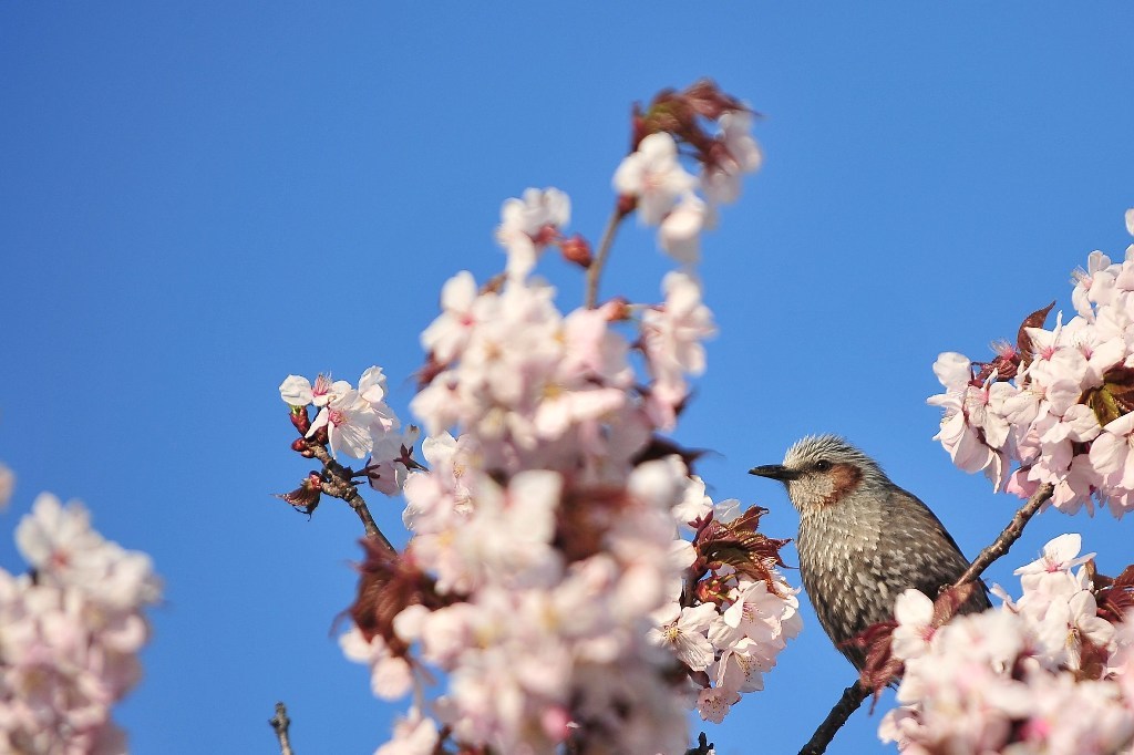 Spring has come