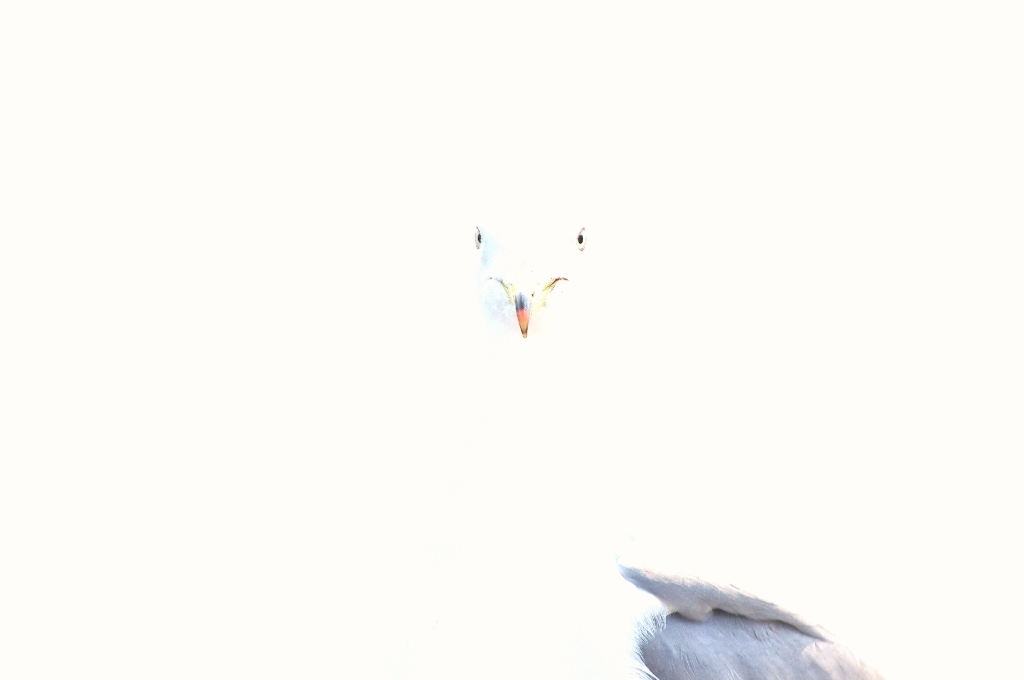 Want to stare　：　ウミネコ