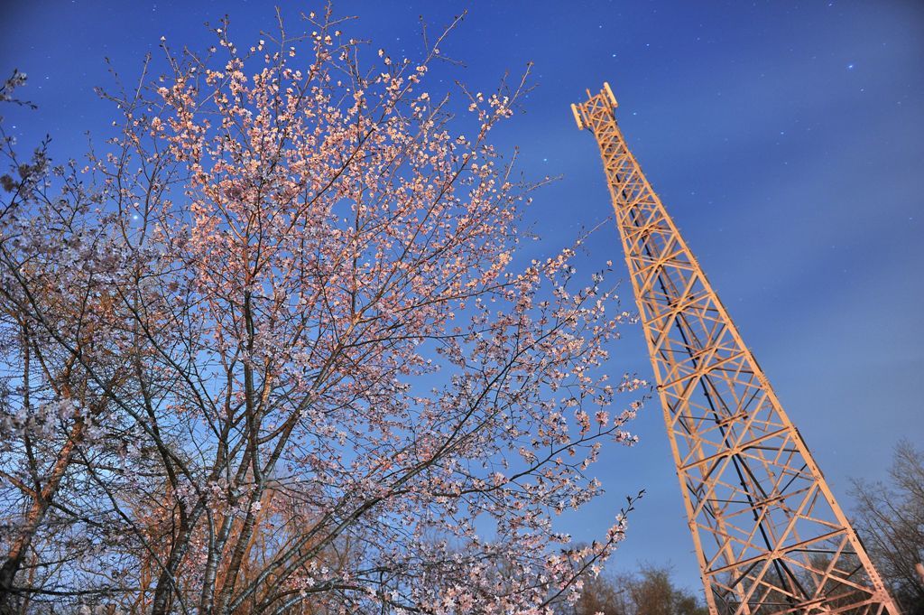 庭の夜桜　鉄塔添え　星空ソースがけ