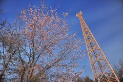 庭の夜桜　鉄塔添え　星空ソースがけ