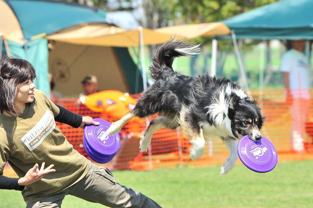 Flying Dog