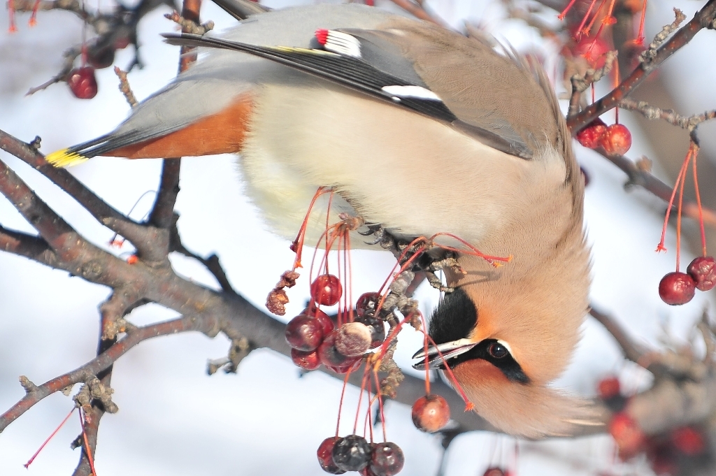 Acrobat meal