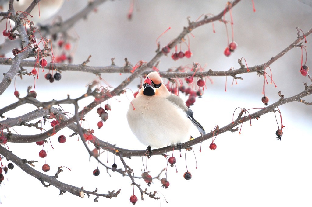 Gluttonous snow scene