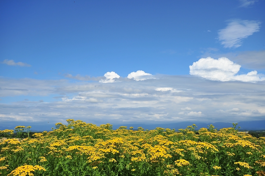 Blue and yellow competition