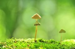 Moss and mushroom