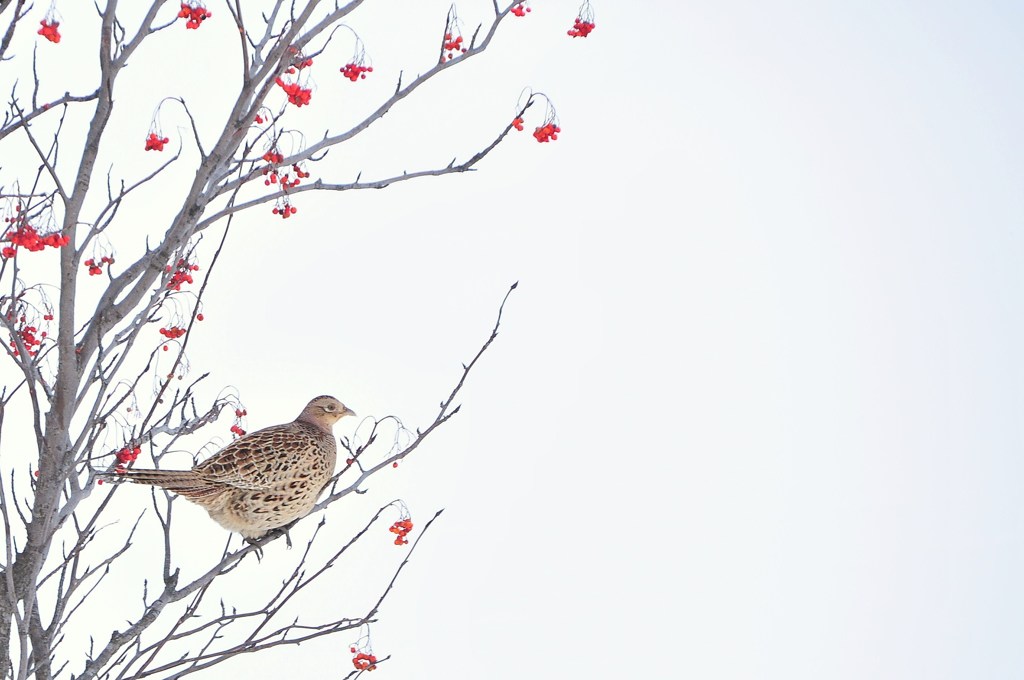 Stoic winter