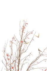 Thrush & rowan in the snow sky