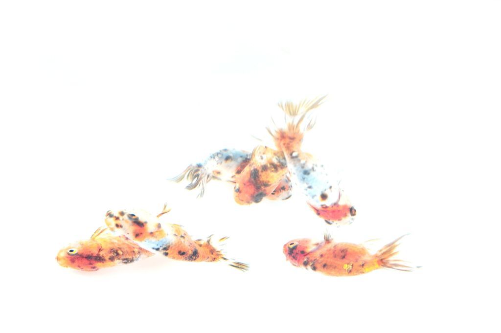 Natsu・Iro