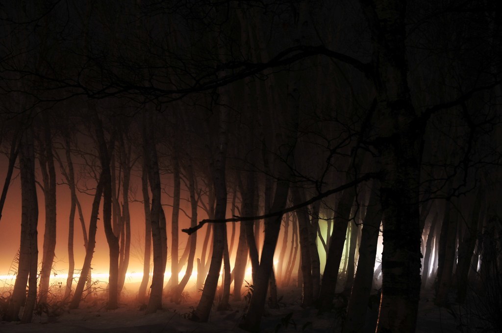 Silhouette of the forest
