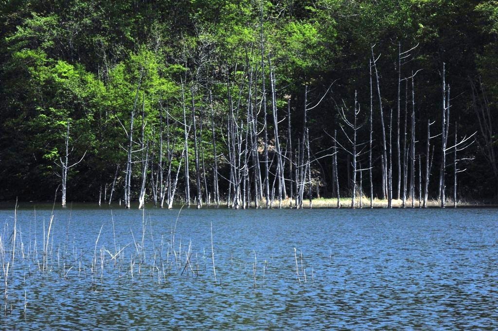 その泉、碧く湧き立ちて