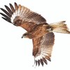 Flap & Flight