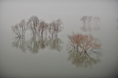 Fog elusive