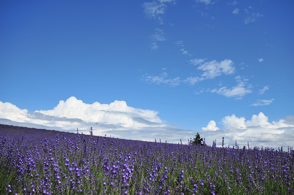 Purple Haze