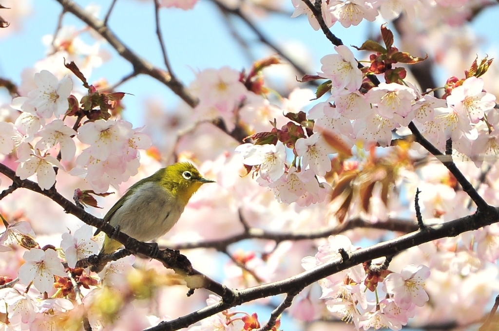 Spring comes always　：　メジロ