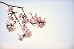 きみ、恋しくて