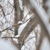 粉雪舞い散る森の奥には