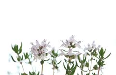 Thyme
