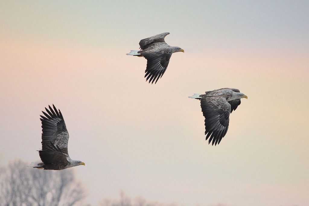 Twilight Birds