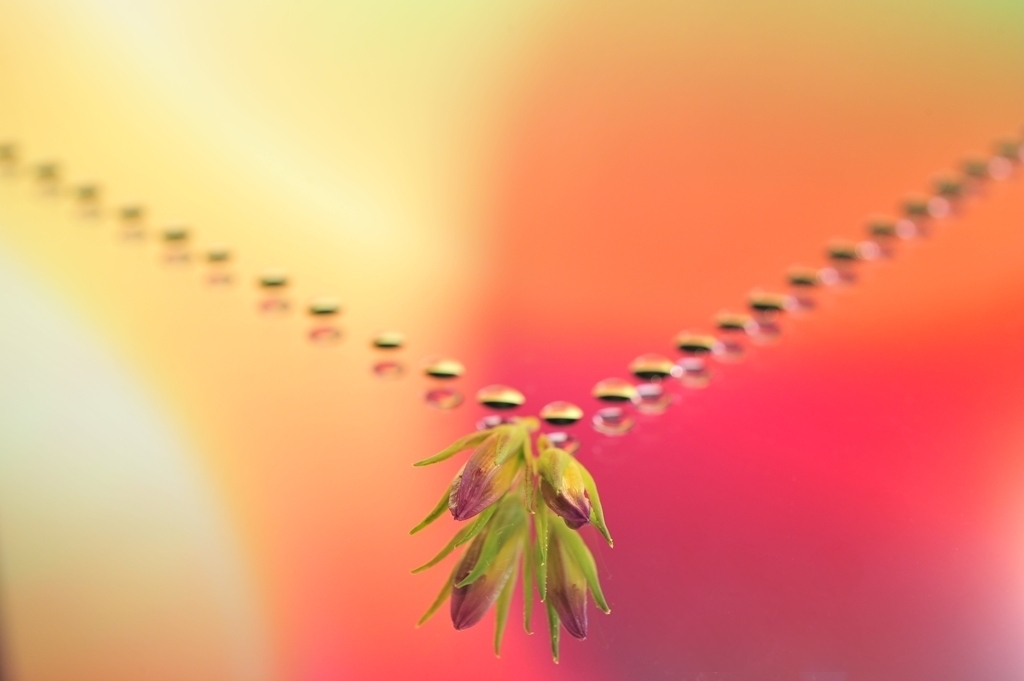 花の首飾り 