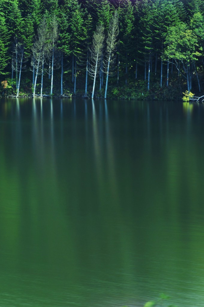 Dark Forest