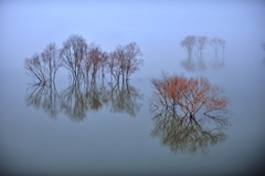 Elusive fog and red tree