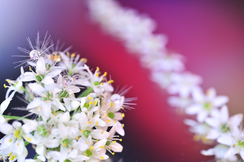 Chive garden