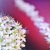 Chive garden