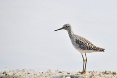 春の水辺にたたずめば