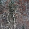 僻地の葛藤