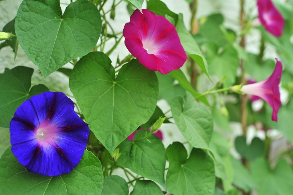 Morning glory