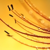 In the season of amber color
