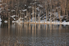 早春の水没林