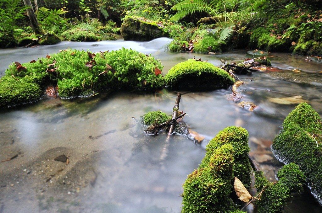 The spring where small gods gather