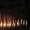 Silhouette of the forest